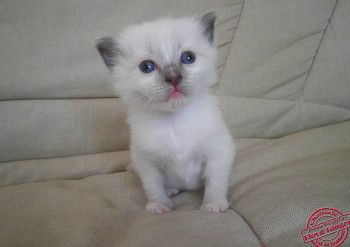 mâle blue point-mitted